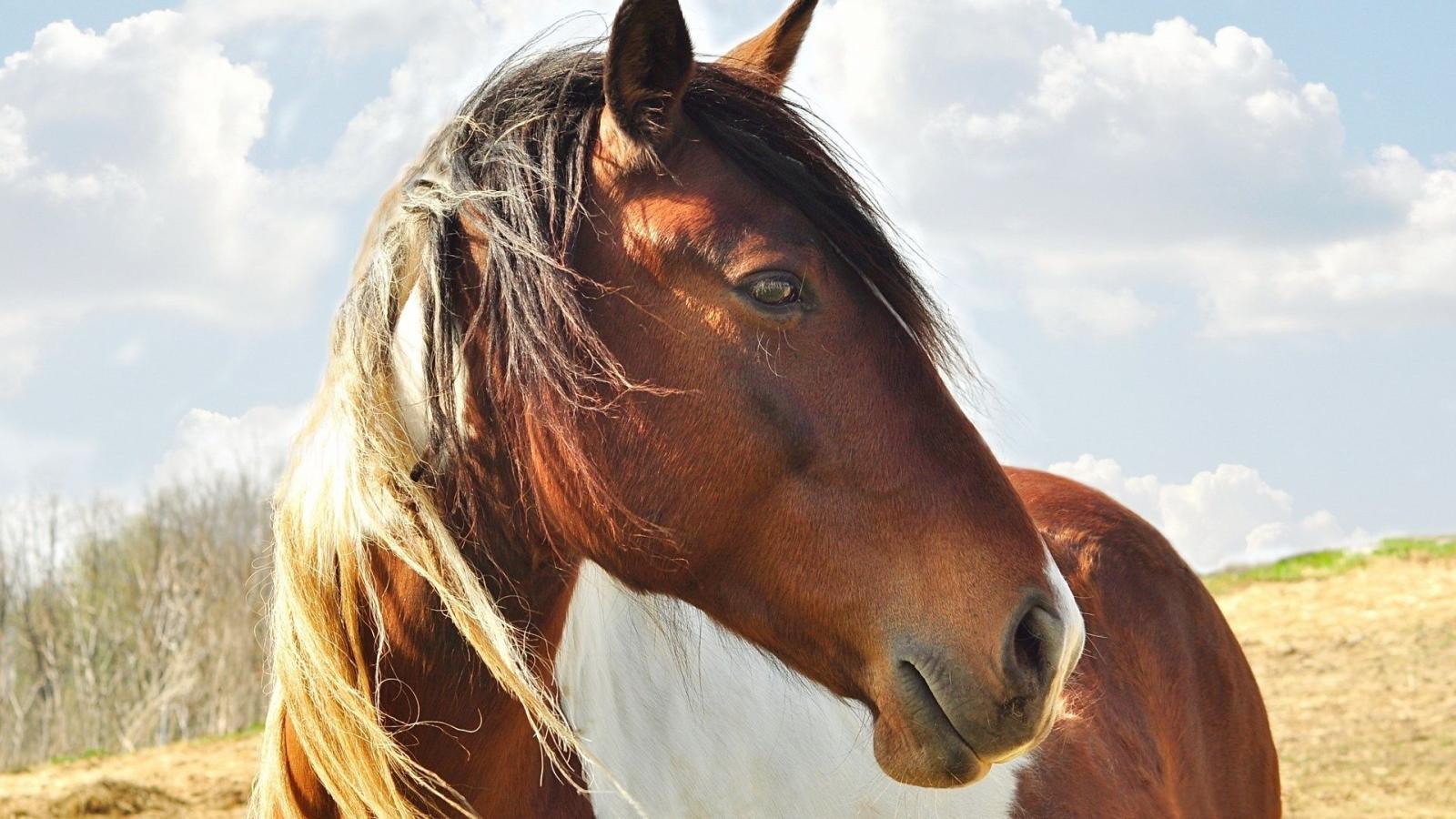 1920x1080 Animals Free Horse 1920x1080 ≡ 4K Ultra HD Photo