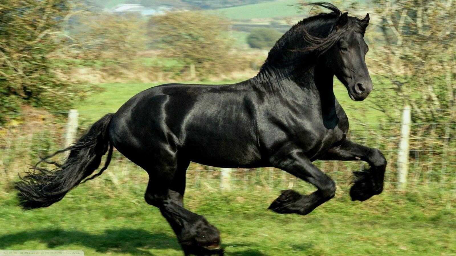 1920x1080 2826017 1920x1080 horse animals black running wallpaper and