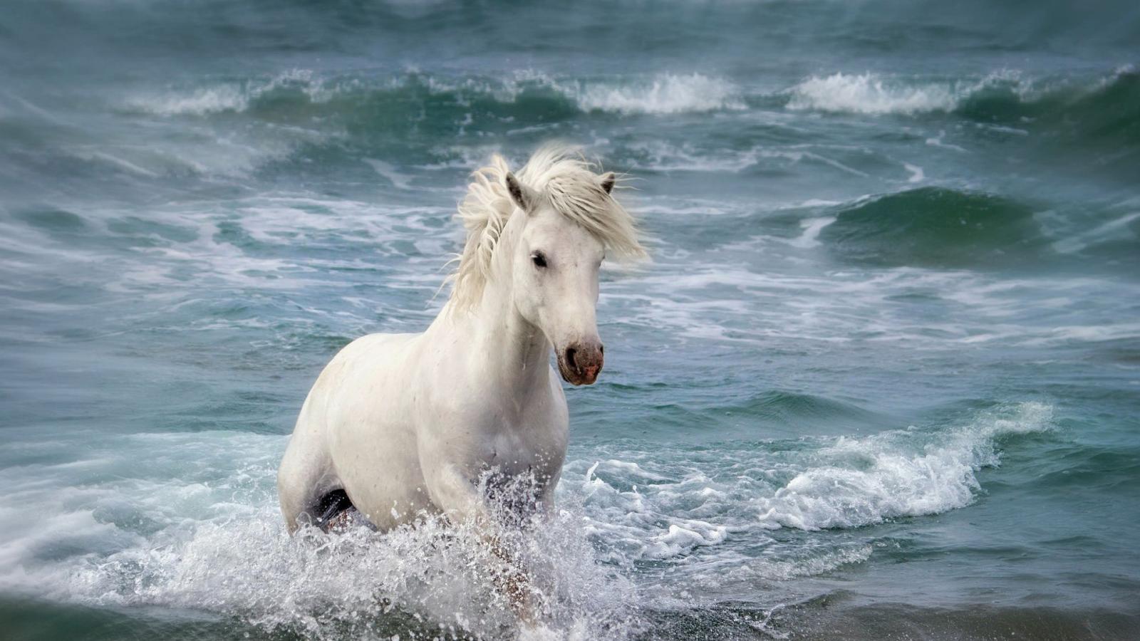 1920x1080 Download 1920x1080 Wallpaper White Horse Running At Beach, Full Hd