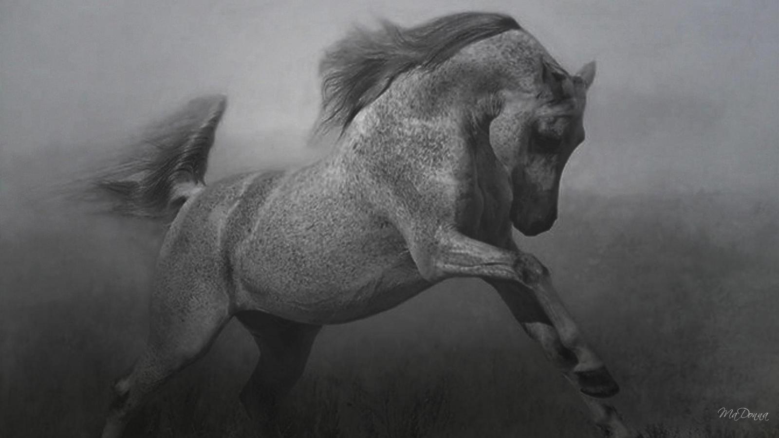 1920x1080 Abstract Horse Wallpapers - Top Free Abstract Horse Backgrounds