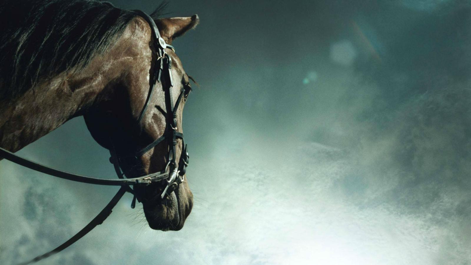 1920x1080 60+ HD Horse Wallpapers - Download at WallpaperBro