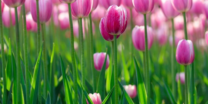 1920x1200 59+] Pink Tulip Wallpaper on WallpaperSafari