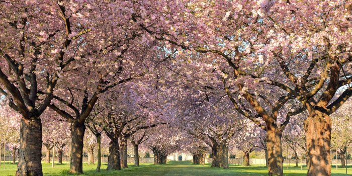 1920x1080 Free Desktop Wallpapers Spring Scenes