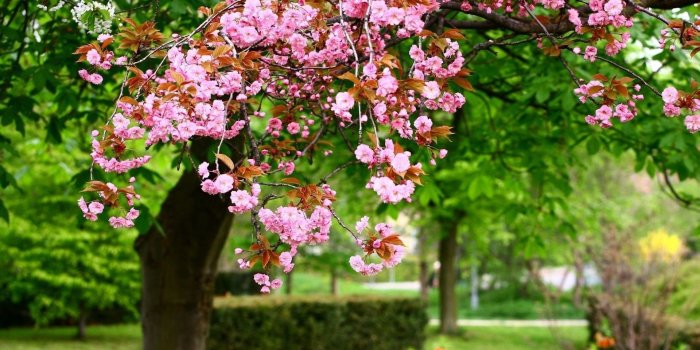 1920x1080 59+ Spring Scenes Wallpapers on WallpaperPlay