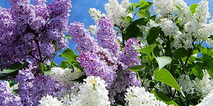 1024x768 46+] Free Wallpaper of Spring Scenes on WallpaperSafari