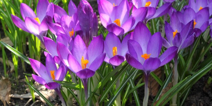 1920x1280 59+ Spring Scenes Wallpapers on WallpaperPlay