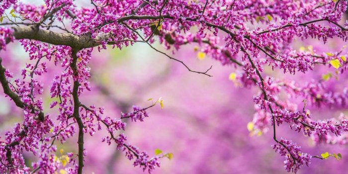 1920x1251 Spring Nature Wallpaper (60+ images)