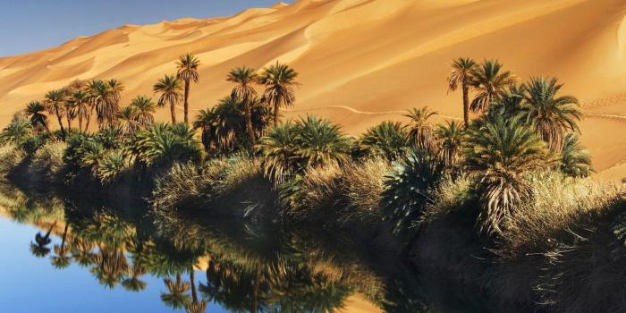 1332x850 Wallpaper sand, the sky, water, palm trees, desert, oasis images for