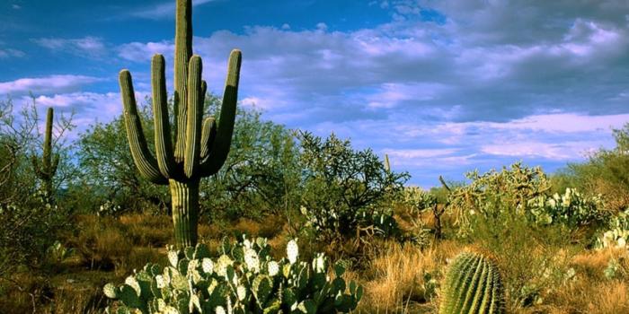 1280x960 Desert Oasis - Flora and Fauna Wallpaper (20035310) - Fanpop