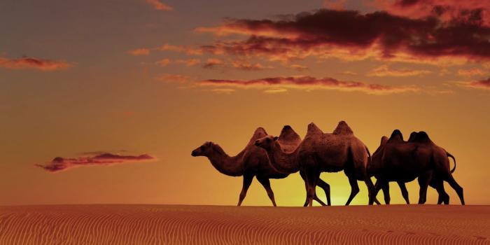 1600x900 Arabian Desert Oasis Sunset (#775493) - HD Wallpaper Download