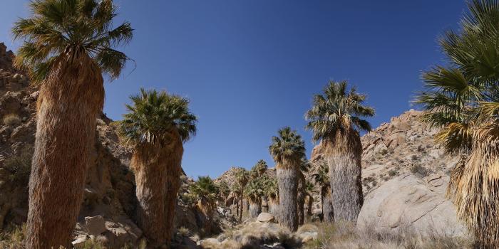 2560x1440 Desert Oasis ❤ 4K HD Desktop Wallpaper for 4K Ultra HD TV • Tablet