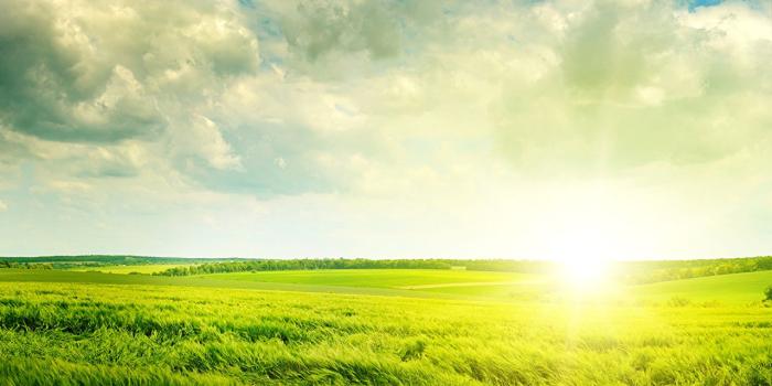 1280x854 Wallpaper Wheat Nature Sky Fields Ear botany sunrise and sunset