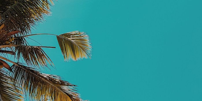 1242x2208 iPhonepapers.com | iPhone wallpaper | ob59-summer-tree-palm-nature