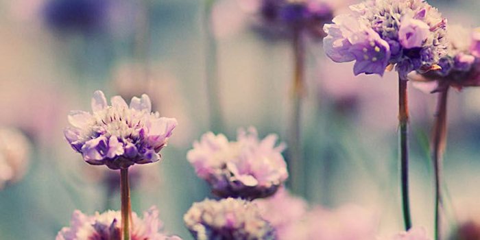 744x1392 Summer Flowers Field Nature - The iPhone Wallpapers