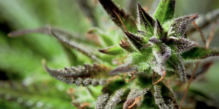 2880x1620 Cannabis Closeup ❤ 4K HD Desktop Wallpaper for 4K Ultra HD TV