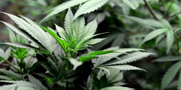 2100x1367 Drugs, Download, ,tablet Widescreen, Weed, HD Wallpapers,marijuana