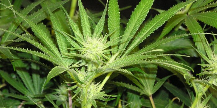 2048x1532 431633 marijuana wallpaper pack 1080p hd | Other | Tokkoro.com