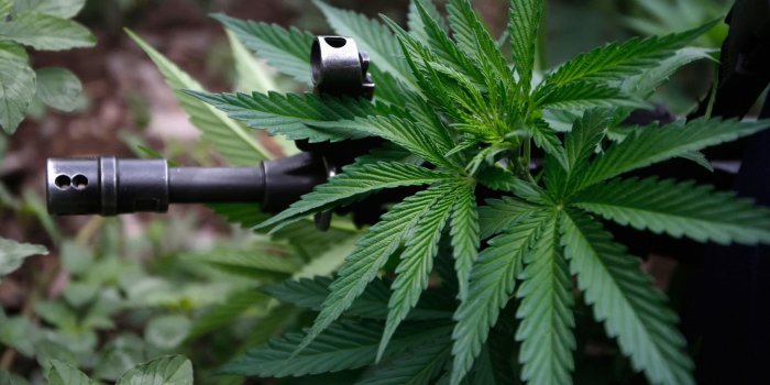 1920x1200 sn/5386 Weed Hd Wallpapers - Marijuana Hd (#1206158) - HD Wallpaper