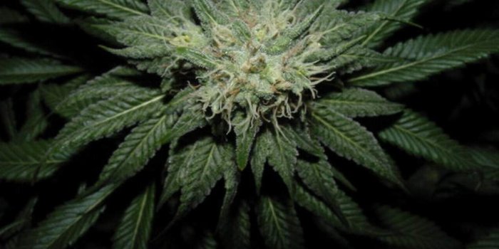 1024x768 Download Marijuana wallpaper wallpapers for free download about (2