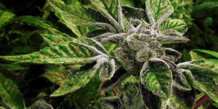 2048x1365 Marijuana Wallpapers ·① WallpaperTag