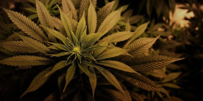 2560x1440 Marijuana Wallpapers HD Desktop Background