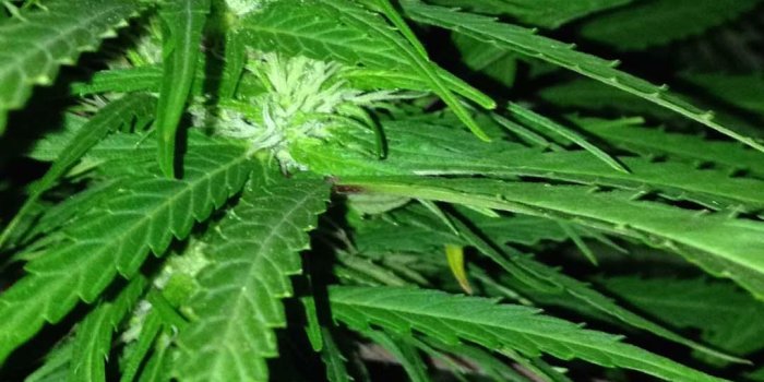 1080x1920 Marijuana Wallpapers for Android - APK Download