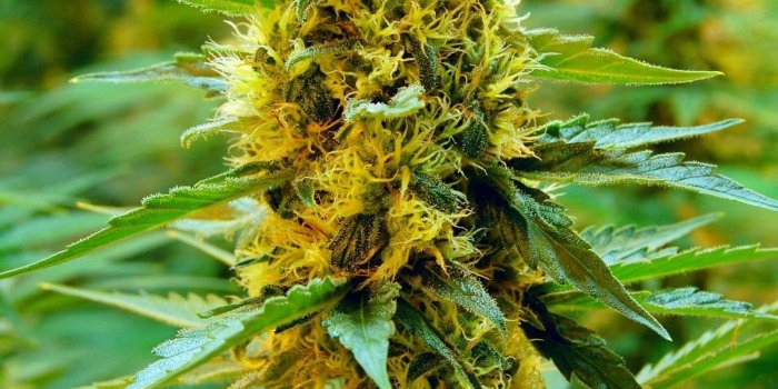 1500x2256 Drugs, ,fresh, Nature Wallpaper Full HD, Nature Backgrounds High