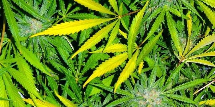 736x1306 IPhone Marijuana Wallpaper HD, (736x1306, 2018)