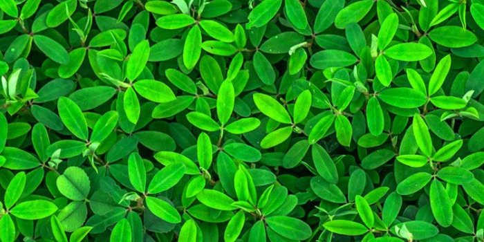 750x1334 Iphone Wallpapers Green (29+ images) on Genchi.info