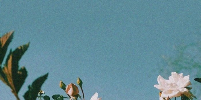 736x1308 Android Wallpaper - summer flowers #wallpaper #iphone #android