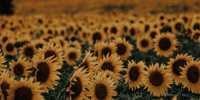 757x1411 Beautiful field of sunflowers - Idea Wallpapers , iPhone Wallpapers