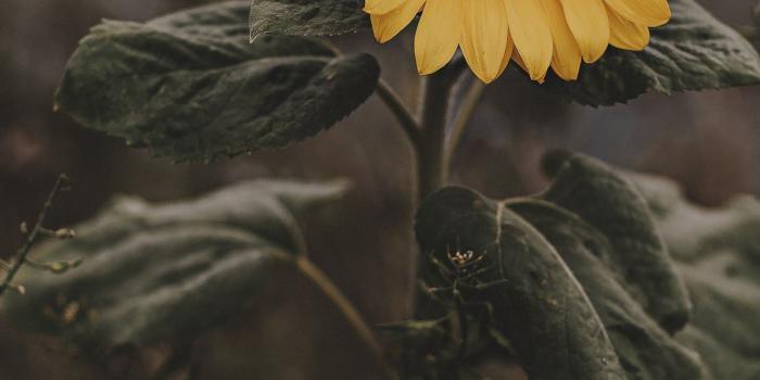 1125x2436 Sunflower iPhone X Wallpapers Free Download