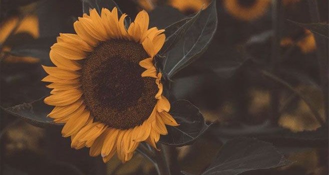 657x1264 Sunflower iphone wallpaper , summer iPhone background