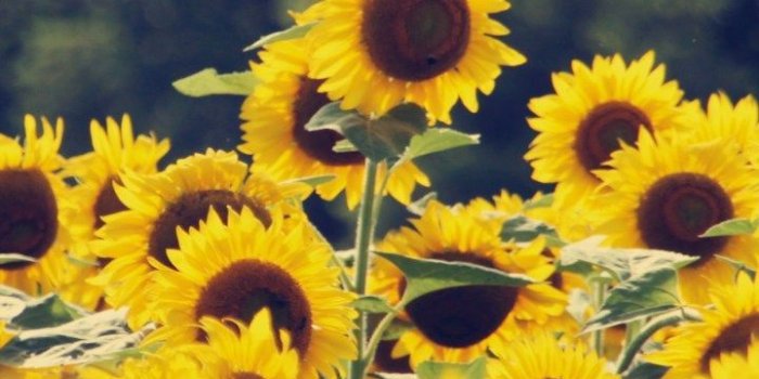720x1280 Wallpaper Hd 1080p Flower Tecnologist Iphone X - Sunflower Wallpaper