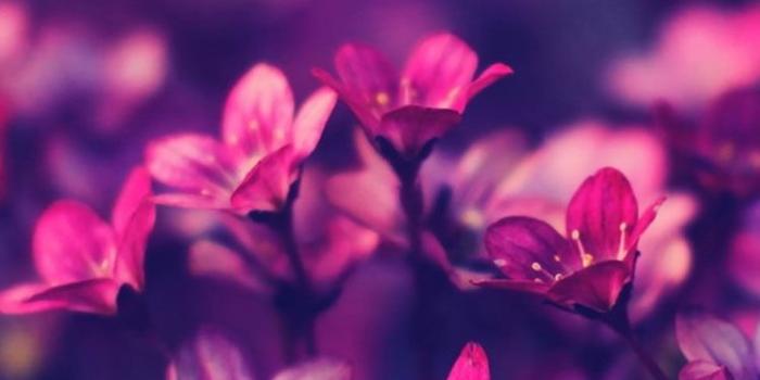 750x1334 30 HD Purple iPhone Wallpapers