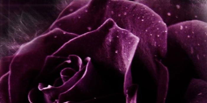 750x1334 30 HD Purple iPhone Wallpapers