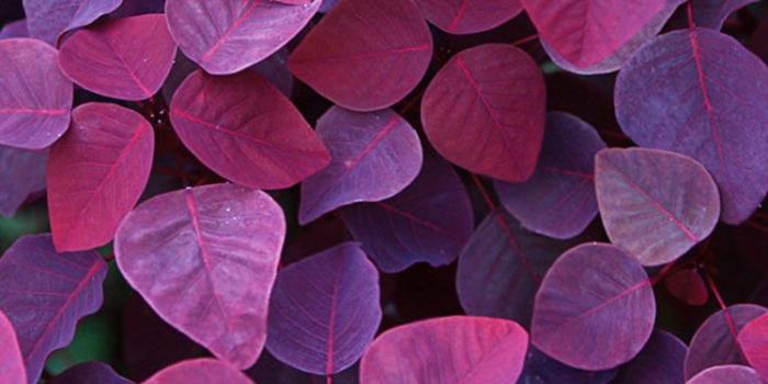 750x1334 30 HD Purple iPhone Wallpapers