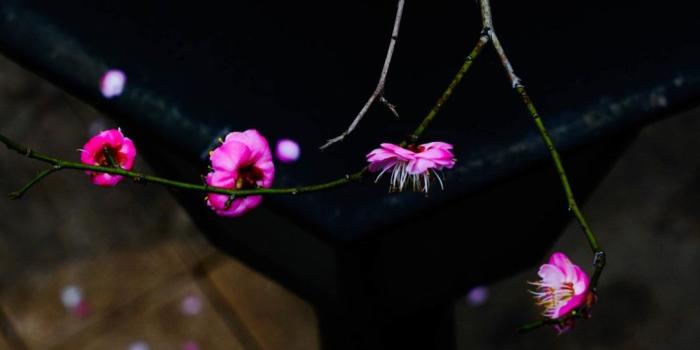 1080x1920 Pink plum flowers, twigs, spring 1080x1920 iPhone 8/7/6/6S Plus