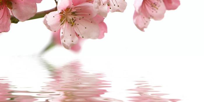 1080x1920 HD fresh plum iphone 6 plus wallpapers | iPhone 6 Plus Wallpapers HD