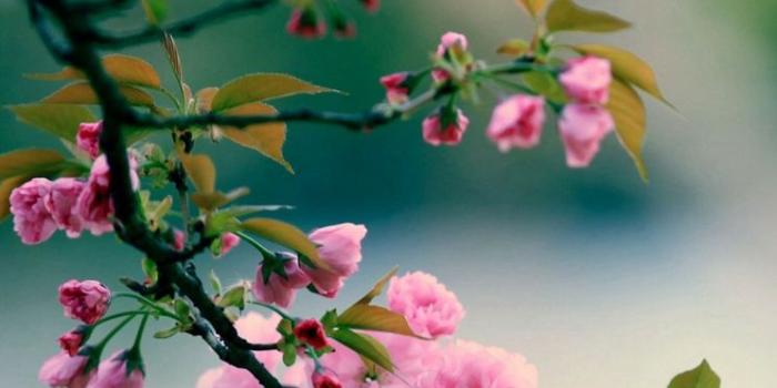 744x1216 Nature Spring Plum Branch Bokeh Blur iPhone 4s Free Download