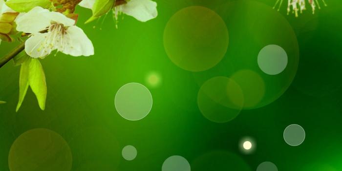 1080x1920 Fresh white plum iphone 6 plus wallpapers | iPhone 6 Plus Wallpapers HD