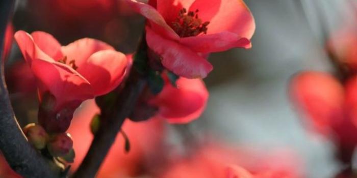 720x1280 Android Wallpaper - Beautiful Chinese/Asia flowers. Plum Blossoms