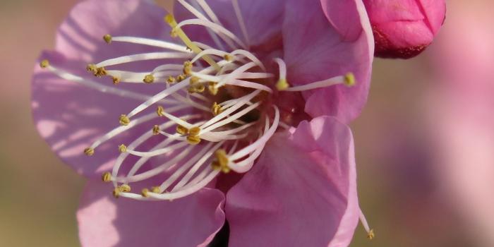 1350x2400 Download wallpaper 1350x2400 plum, blossom, branch, flower iphone 8+