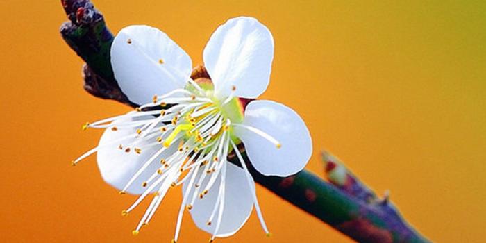 1125x2437 White Plum iPhone X2 Wallpapers Download-iPhoneX2Wallpaper