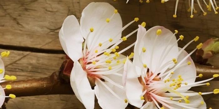 750x1334 White plum flowers, wood background 750x1334 iPhone 8/7/6/6S