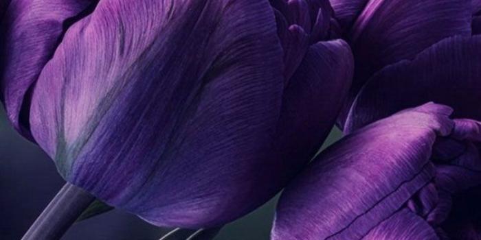 750x1334 30 HD Purple iPhone Wallpapers