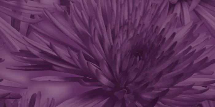 1000x1000 Plum Image – download on the digitalimagemakerworld.com chargeless