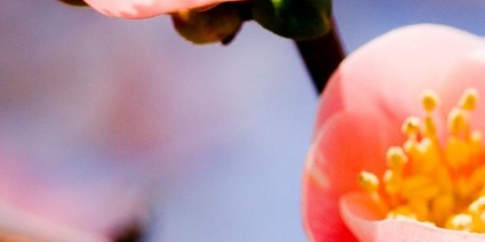 750x1334 Red plum blossom close-up 750x1334 iPhone 8/7/6/6S wallpaper