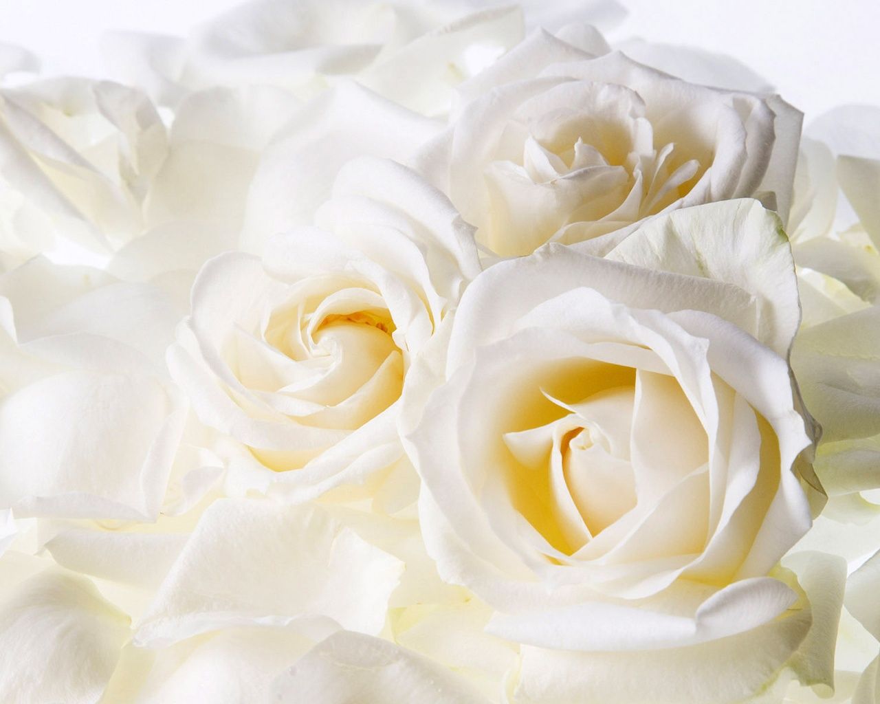 1280x1024 Image detail for -Description: Free download White Roses wallpaper