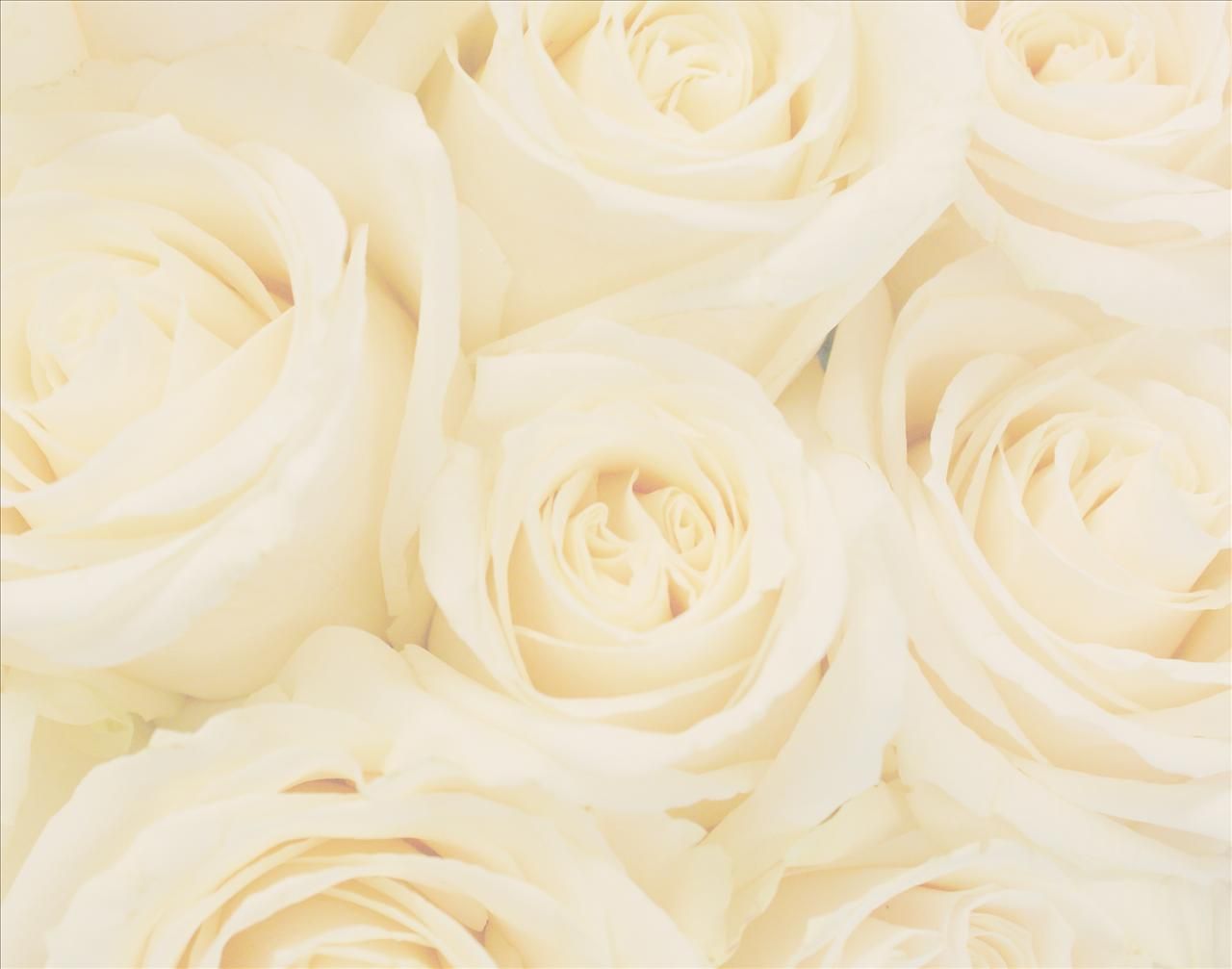 1280x1007 49+] Free Wedding Wallpaper Backgrounds on WallpaperSafari